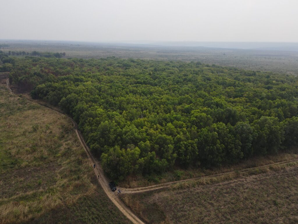 reforestation en RDC